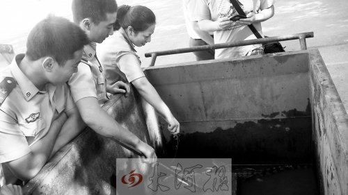 1米长鳄鱼藏身安阳街头树丛 与小狗街头掐架